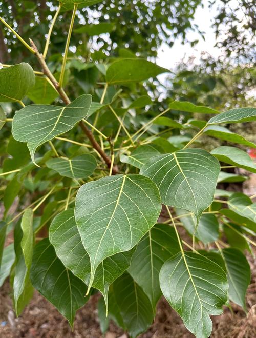 家种菩提树有什么说法，家里种菩提-第4张图片-优品飞百科