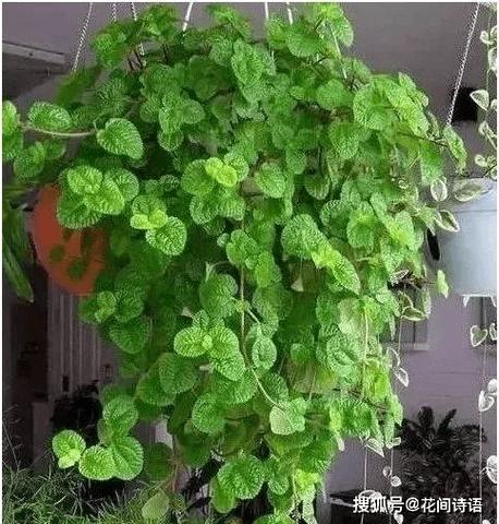 吸毒草可以放在卧室里吗的简单介绍-第1张图片-优品飞百科