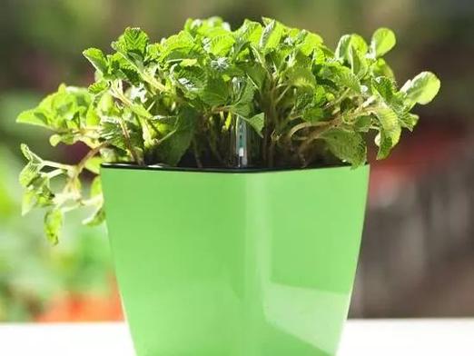 吸毒草可以放在卧室里吗的简单介绍-第2张图片-优品飞百科