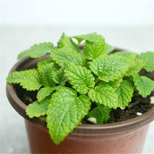 吸毒草可以放在卧室里吗的简单介绍-第3张图片-优品飞百科