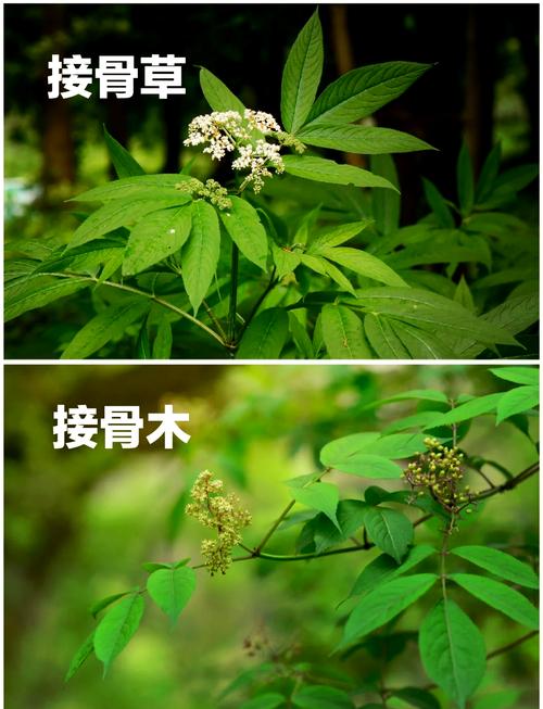 接骨草的功效和作用，接骨草的功效和作用是什么？-第1张图片-优品飞百科