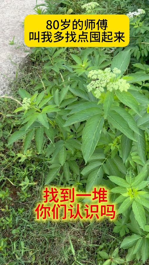 接骨草的功效和作用，接骨草的功效和作用是什么？-第2张图片-优品飞百科