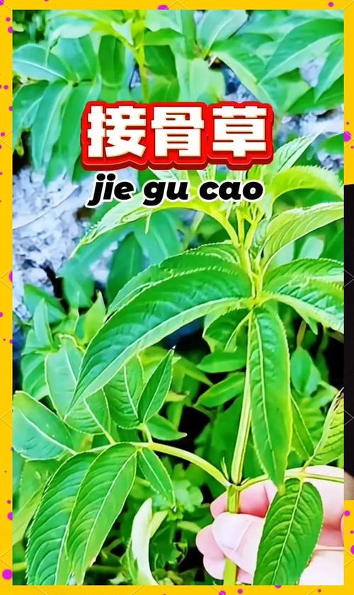 接骨草的功效和作用，接骨草的功效和作用是什么？-第3张图片-优品飞百科