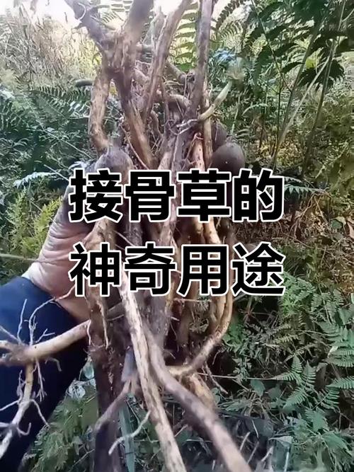 接骨草的功效和作用，接骨草的功效和作用是什么？-第4张图片-优品飞百科