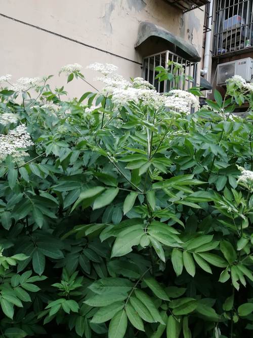 接骨草的功效和作用，接骨草的功效和作用是什么？-第5张图片-优品飞百科