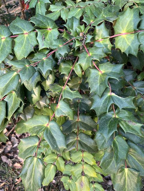 阔叶前十功劳的养殖方法，阔叶前十功劳种植方法？-第1张图片-优品飞百科