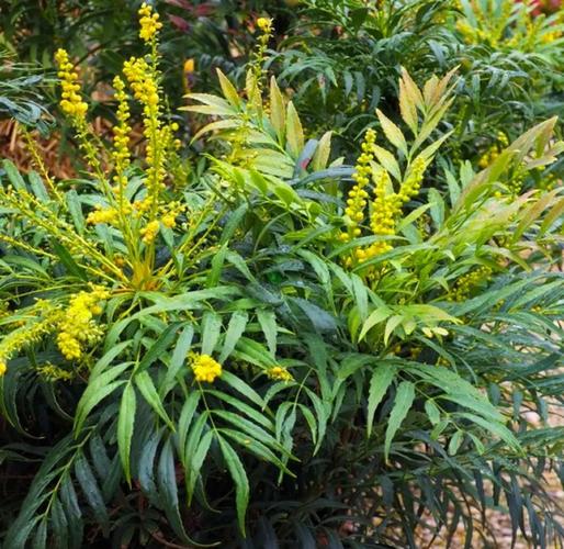 阔叶前十功劳的养殖方法，阔叶前十功劳种植方法？-第2张图片-优品飞百科