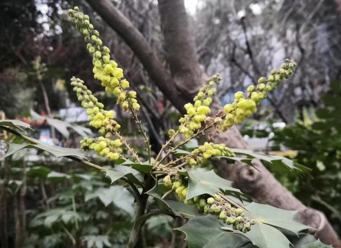 阔叶前十功劳的养殖方法，阔叶前十功劳种植方法？-第3张图片-优品飞百科