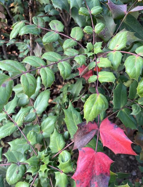 阔叶前十功劳的养殖方法，阔叶前十功劳种植方法？-第4张图片-优品飞百科