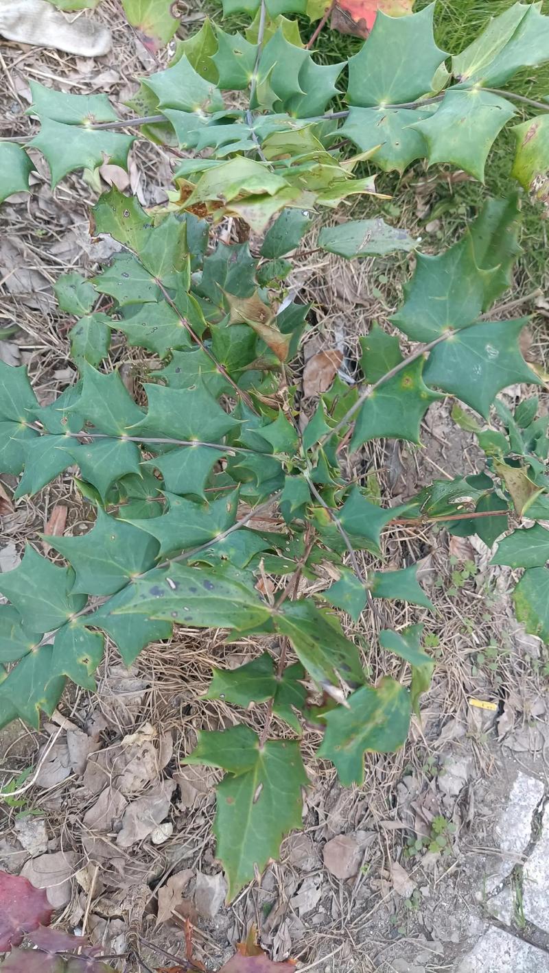 阔叶前十功劳的养殖方法，阔叶前十功劳种植方法？-第5张图片-优品飞百科