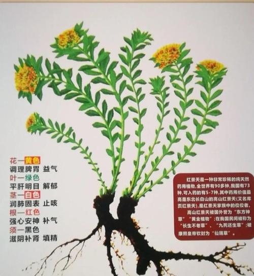 红景天的功效与作用，红景天的功效与作用点？-第1张图片-优品飞百科