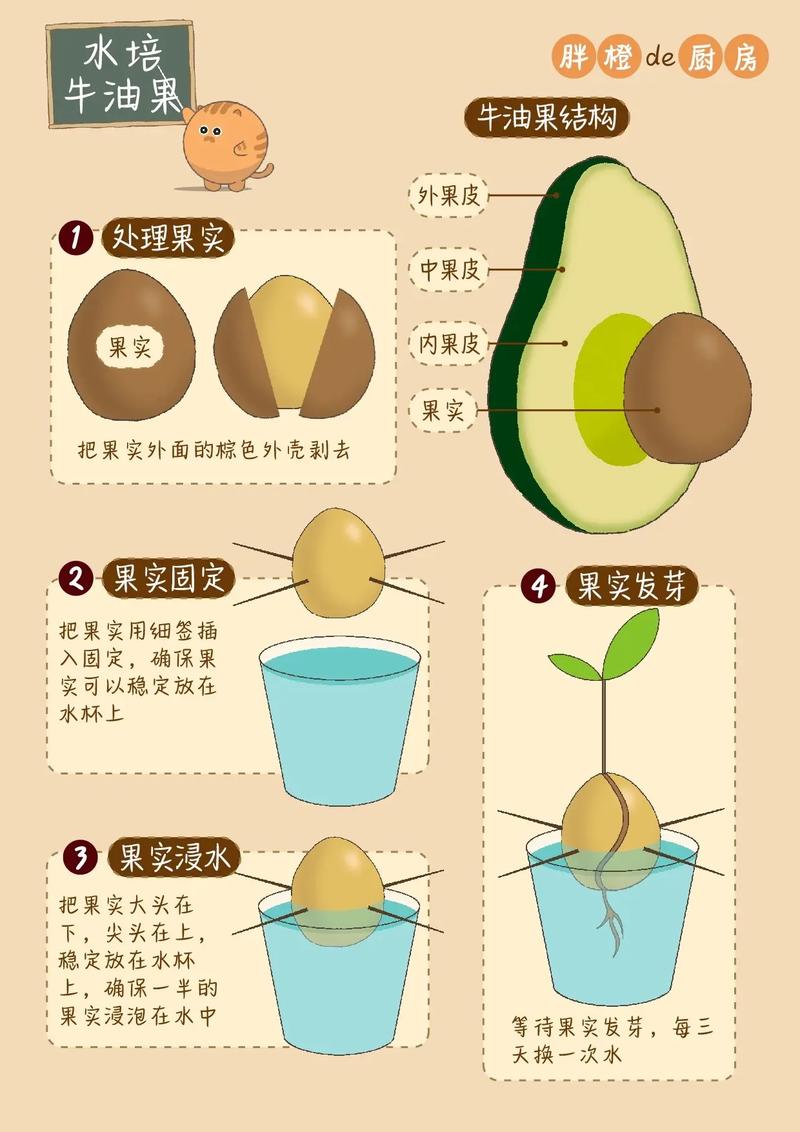牛油果怎么挑选，牛油果怎么保存，牛油果怎样挑选才好?-第5张图片-优品飞百科