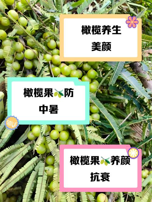 青橄榄怎么吃？青橄榄怎么吃最健康？-第1张图片-优品飞百科