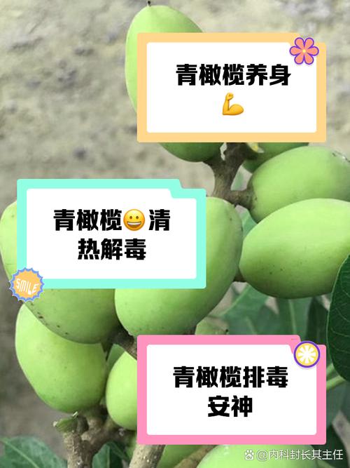 青橄榄怎么吃？青橄榄怎么吃最健康？-第6张图片-优品飞百科