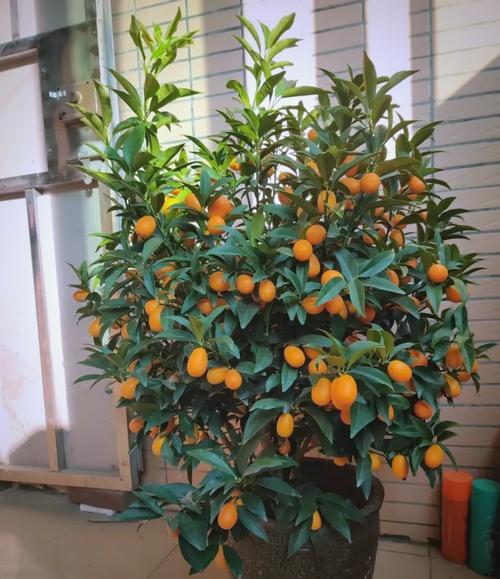 大门口种什么树能旺财？大门口种什么树能镇宅？-第1张图片-优品飞百科