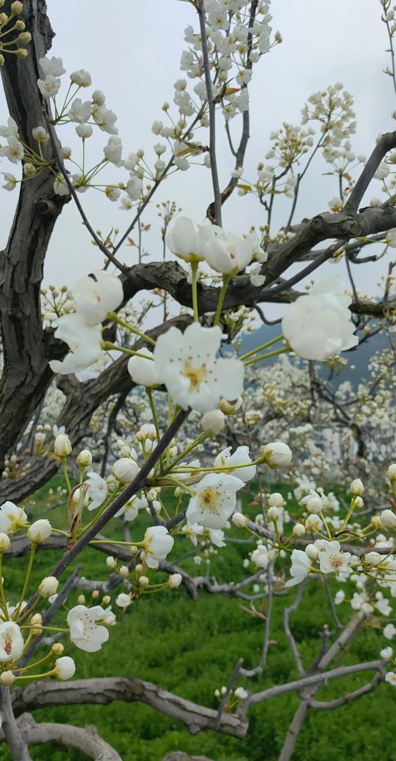 广元苍溪县天气预报？广元苍溪县天气预报十五天？-第1张图片-优品飞百科