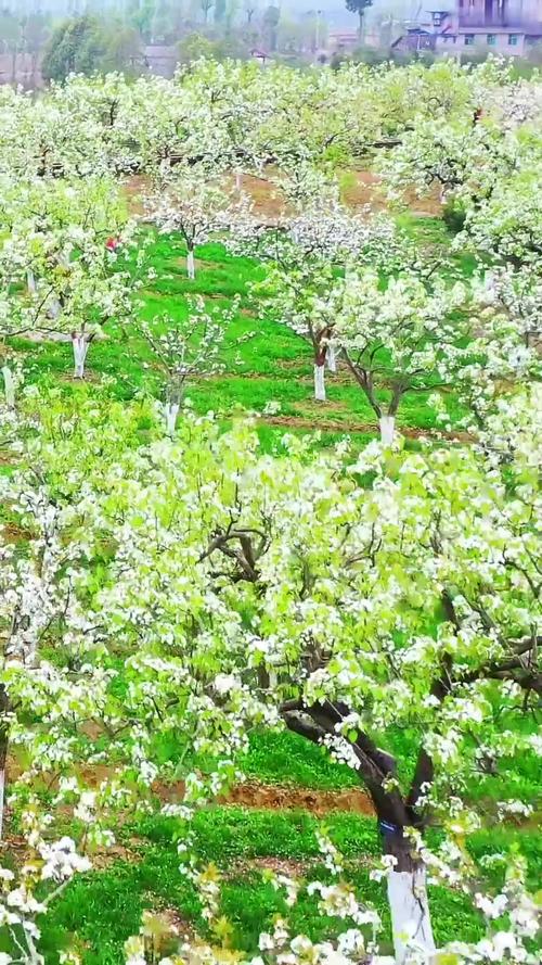 广元苍溪县天气预报？广元苍溪县天气预报十五天？-第2张图片-优品飞百科