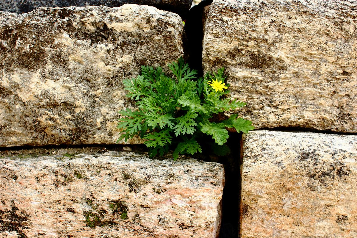 在艰苦恶劣环境下生长的植物，在恶劣环境中顽强生长的植物作文500字？-第1张图片-优品飞百科