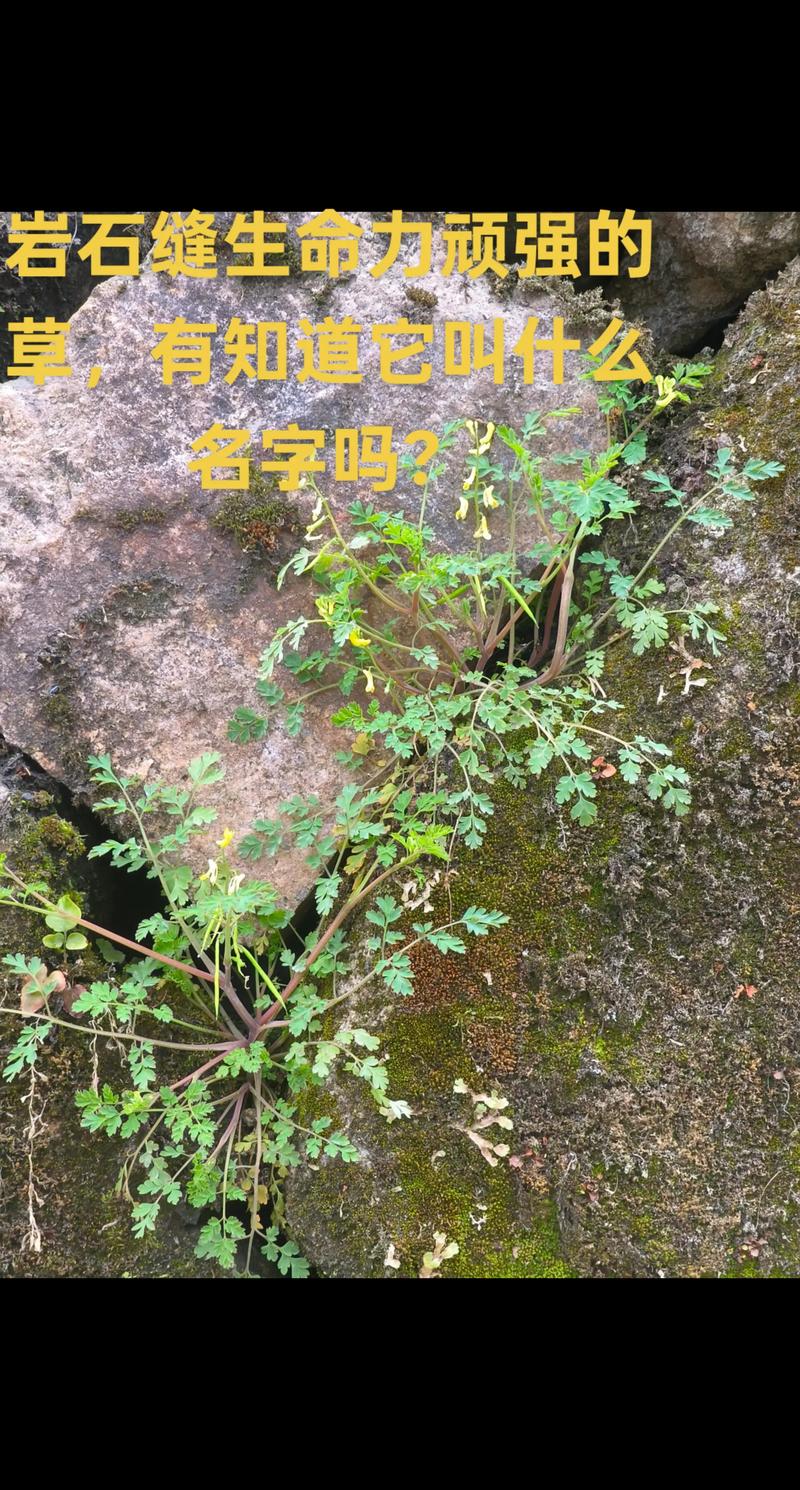 在艰苦恶劣环境下生长的植物，在恶劣环境中顽强生长的植物作文500字？-第2张图片-优品飞百科