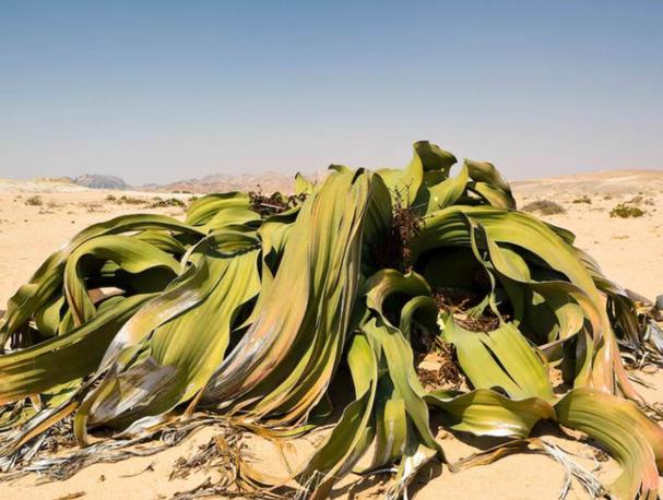 在艰苦恶劣环境下生长的植物，在恶劣环境中顽强生长的植物作文500字？-第4张图片-优品飞百科