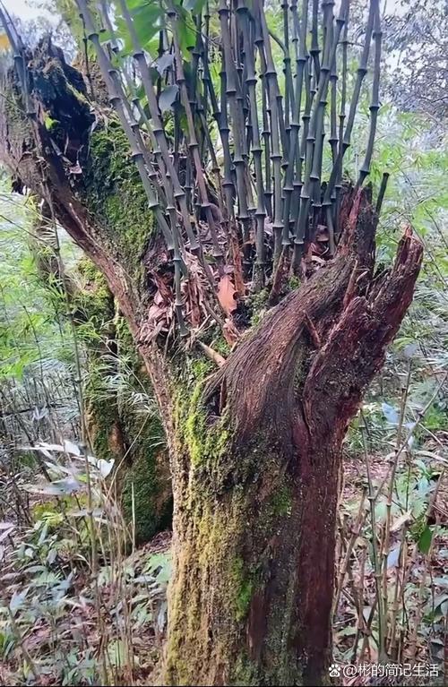在艰苦恶劣环境下生长的植物，在恶劣环境中顽强生长的植物作文500字？-第5张图片-优品飞百科