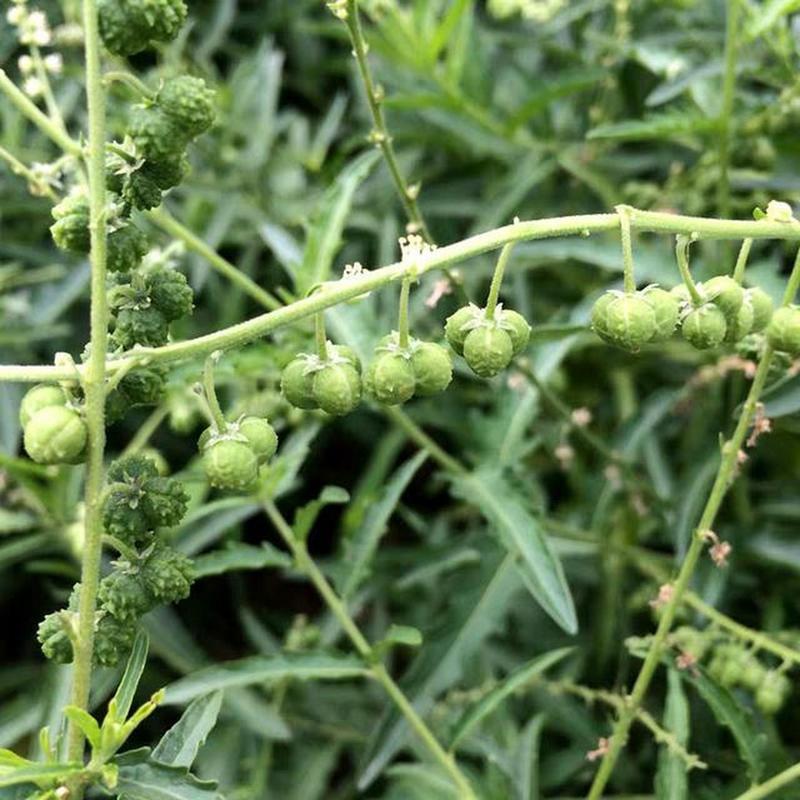 透骨草的功效与作用，透骨草的功效与作用?-第1张图片-优品飞百科