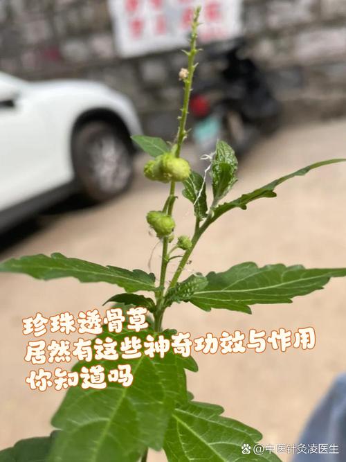 透骨草的功效与作用，透骨草的功效与作用?-第2张图片-优品飞百科