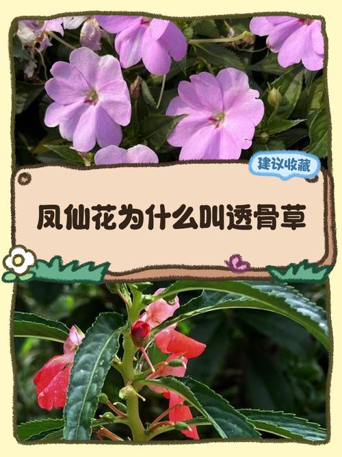 透骨草的功效与作用，透骨草的功效与作用?-第3张图片-优品飞百科