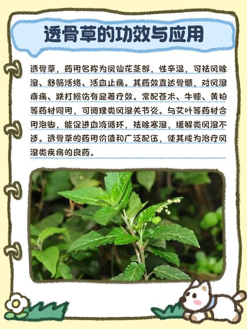 透骨草的功效与作用，透骨草的功效与作用?-第4张图片-优品飞百科