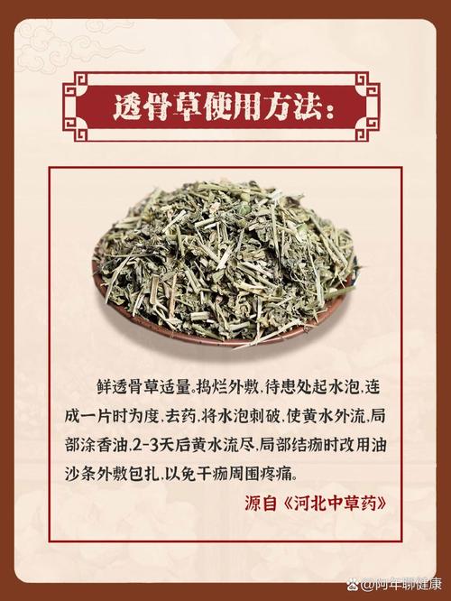 透骨草的功效与作用，透骨草的功效与作用?-第6张图片-优品飞百科