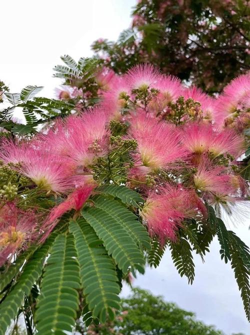 马缨花的养殖方法和注意事项，马缨花的养殖方法和注意事项图片-第1张图片-优品飞百科