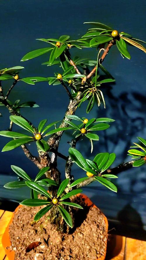 马缨花的养殖方法和注意事项，马缨花的养殖方法和注意事项图片-第2张图片-优品飞百科