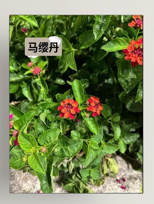 马缨花的养殖方法和注意事项，马缨花的养殖方法和注意事项图片-第3张图片-优品飞百科