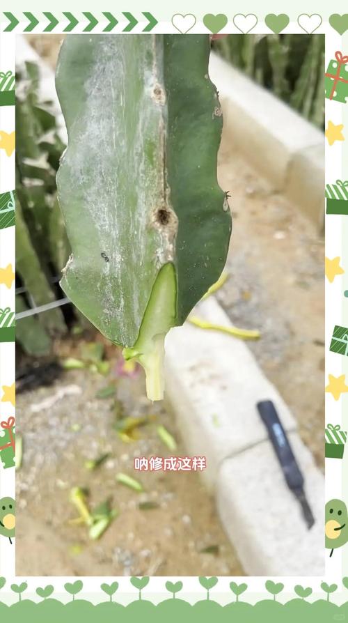 马缨花的养殖方法和注意事项，马缨花的养殖方法和注意事项图片-第4张图片-优品飞百科