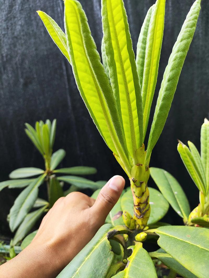 马缨花的养殖方法和注意事项，马缨花的养殖方法和注意事项图片-第5张图片-优品飞百科