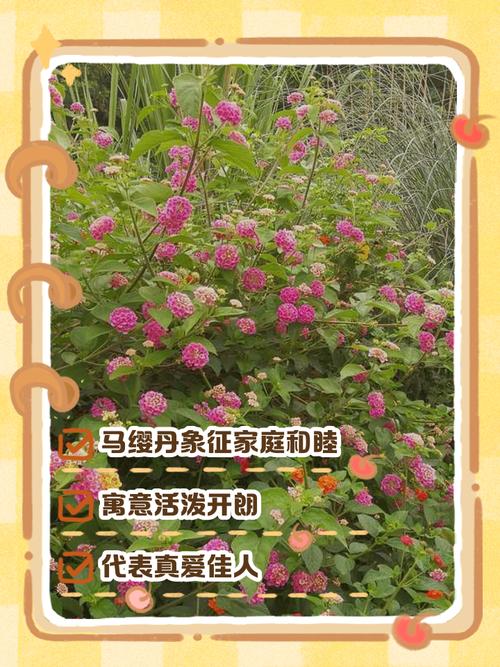 马缨花的养殖方法和注意事项，马缨花的养殖方法和注意事项图片-第6张图片-优品飞百科