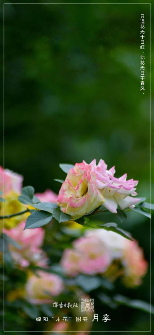 绵阳适合养什么花，市花和市树是什么，绵阳有哪些可以赏花的地方-第1张图片-优品飞百科