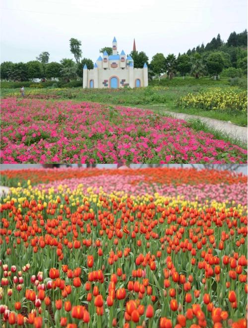 绵阳适合养什么花，市花和市树是什么，绵阳有哪些可以赏花的地方-第2张图片-优品飞百科