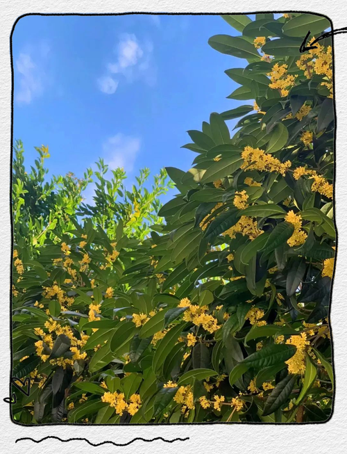 绵阳适合养什么花，市花和市树是什么，绵阳有哪些可以赏花的地方-第3张图片-优品飞百科