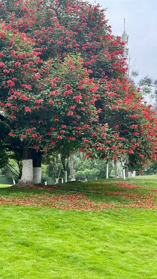 绵阳适合养什么花，市花和市树是什么，绵阳有哪些可以赏花的地方-第4张图片-优品飞百科