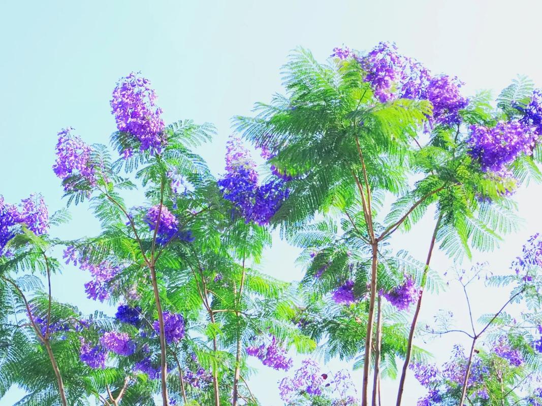 绵阳适合养什么花，市花和市树是什么，绵阳有哪些可以赏花的地方-第7张图片-优品飞百科