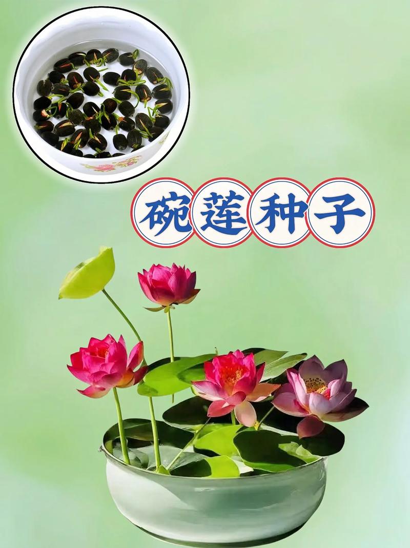 莲花繁殖方式，莲花能自己在家繁殖吗，莲花要怎么养活?？