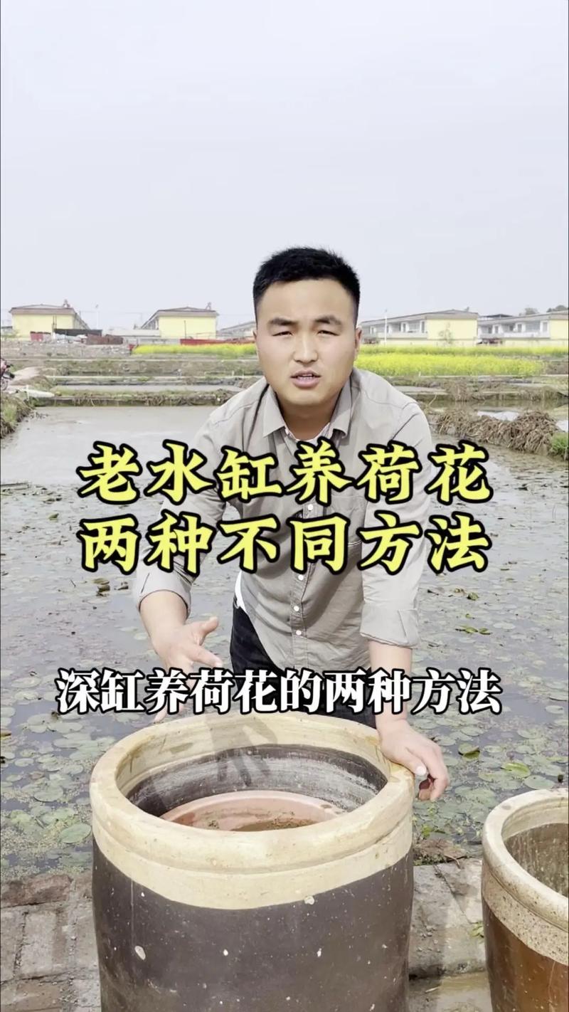 莲花繁殖方式,莲花能自己在家繁殖吗,莲花要怎么养活??-第2张图片-优品飞百科 莲花繁殖方式,莲花能自己在家繁殖吗,莲花要怎么养活??-第2张图片-优品飞百科