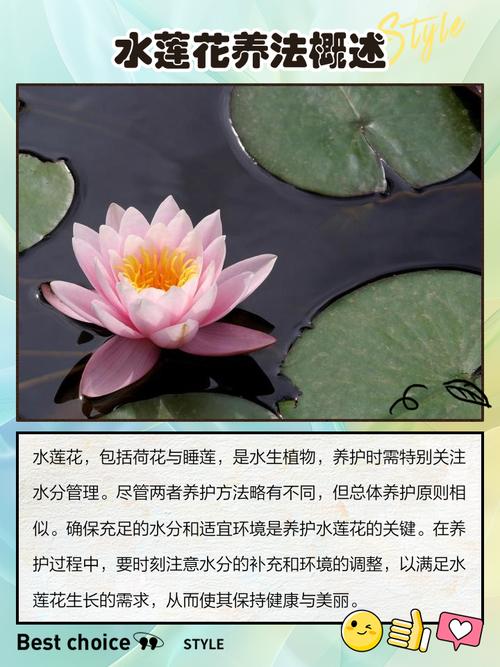 莲花繁殖方式,莲花能自己在家繁殖吗,莲花要怎么养活??-第3张图片-优品飞百科 莲花繁殖方式,莲花能自己在家繁殖吗,莲花要怎么养活??-第3张图片-优品飞百科