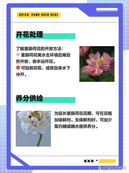 莲花繁殖方式,莲花能自己在家繁殖吗,莲花要怎么养活??-第5张图片-优品飞百科 莲花繁殖方式,莲花能自己在家繁殖吗,莲花要怎么养活??-第5张图片-优品飞百科