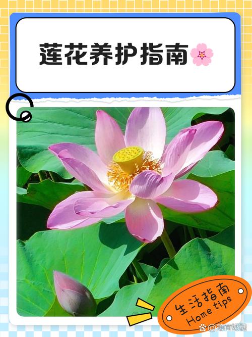 莲花繁殖方式,莲花能自己在家繁殖吗,莲花要怎么养活??-第6张图片-优品飞百科 莲花繁殖方式,莲花能自己在家繁殖吗,莲花要怎么养活??-第6张图片-优品飞百科