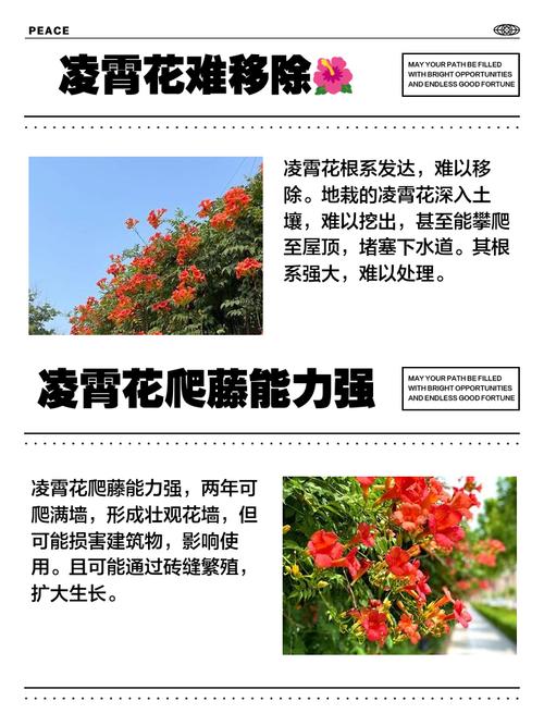 农村庭院不宜种凌霄花的原因，庭院可以种凌霄花吗？-第1张图片-优品飞百科