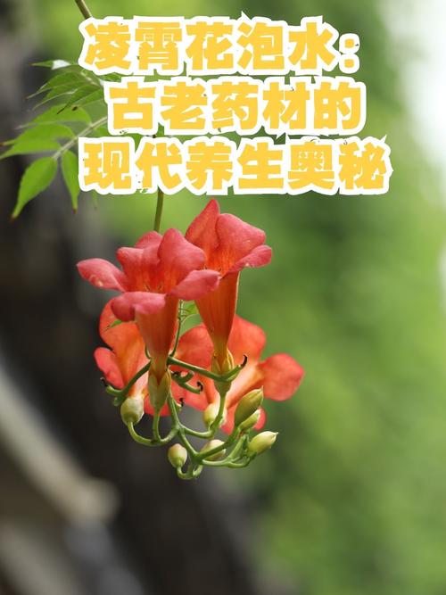 农村庭院不宜种凌霄花的原因，庭院可以种凌霄花吗？-第2张图片-优品飞百科