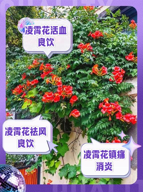 农村庭院不宜种凌霄花的原因，庭院可以种凌霄花吗？-第3张图片-优品飞百科