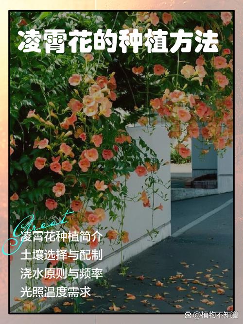 农村庭院不宜种凌霄花的原因，庭院可以种凌霄花吗？-第5张图片-优品飞百科